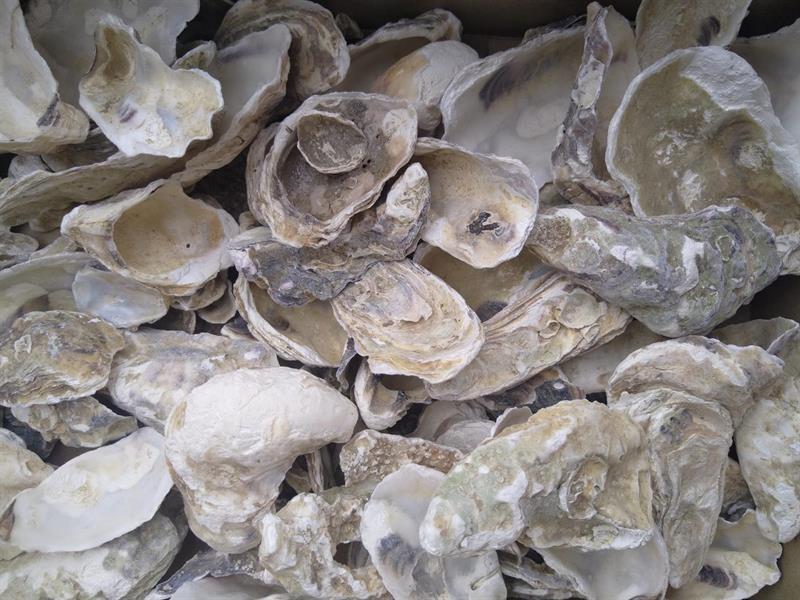 AquartBio Oesterschelpen 1 kg
